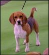 Gala del Imperio Canino