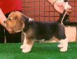 Gala del Imperio Canino
