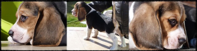 Jupiter beagle cachorro macho