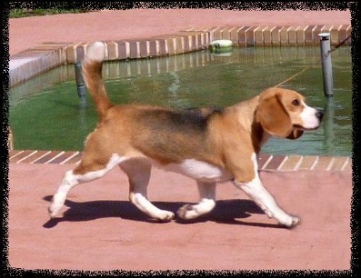 Memphis Monsbay Pack beagle